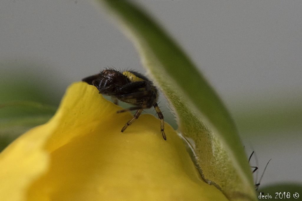 Synema globosum - Figline Valdarno (FI)